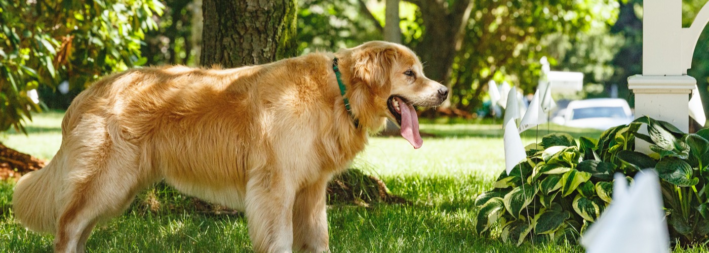 DogWatch of the Northshore and Coastal NH, Rowley, Massachusetts | Outdoor Hidden Dog Fences Slider Image