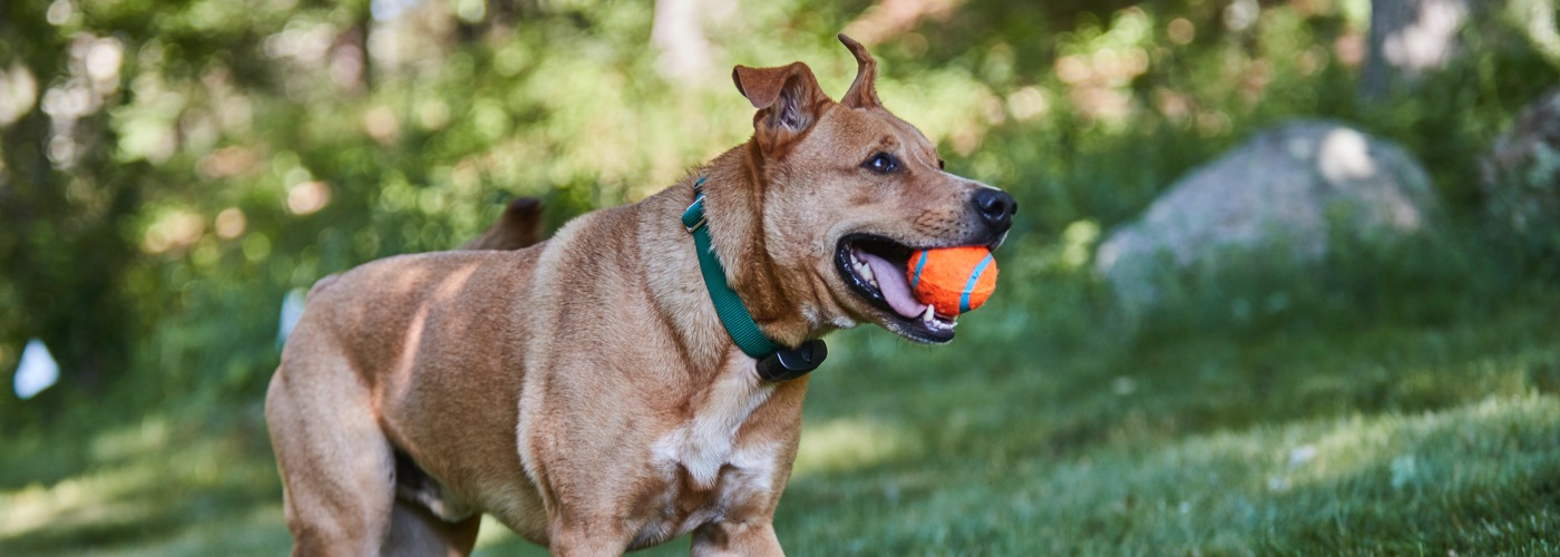 DogWatch of the Northshore and Coastal NH, Rowley, Massachusetts | ProFenceX Slider Image